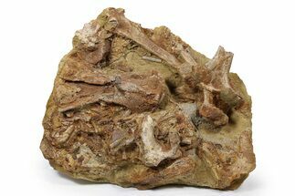 Dinosaur Tendons and Bones in Sandstone - Wyoming #264518