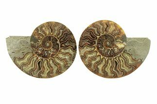Cut & Polished, Agatized Ammonite Fossil - Madagascar #264772