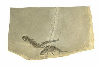 Two Permian Amphibian (Sclerocephalus) Fossils - Germany #264862