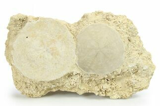Two Fossil Sand Dollars (Scutella) - France #264721