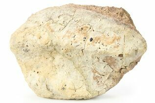 Dinosaur Fossils For Sale