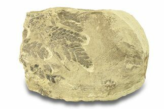 Pennsylvanian Fossil Seed Fern (Alethopteris) - Kansas #264892