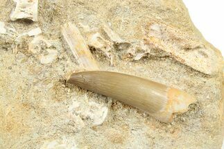 Fossil Plesiosaur (Zarafasaura) Tooth With Fish Verts - Morocco #264618