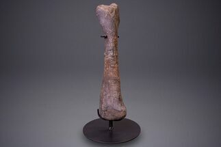 Hadrosaur (Hypacrosaurus) Tibia with Metal Stand - Montana #264990