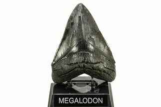 Fossil Megalodon Tooth - Sharply Serrated Blade #265026