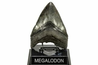 Fossil Megalodon Tooth - South Carolina River Meg #265029
