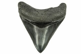 Serrated, Fossil Megalodon Tooth - South Carolina #265049
