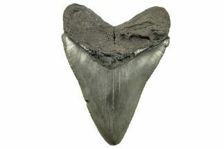 Fossil Megalodon Tooth - South Carolina #265053