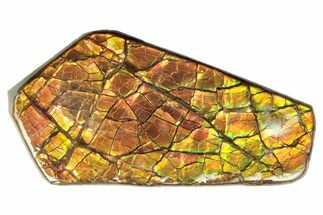 Iridescent Ammolite (Fossil Ammonite Shell) - Alberta #265096