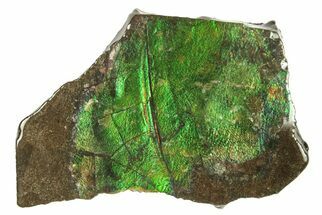 Iridescent Ammolite (Fossil Ammonite Shell) - Alberta #265103
