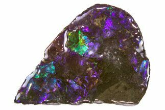 Iridescent Ammolite (Fossil Ammonite Shell) - Amazing Purple #265131