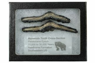 Mammoth Molar Slices with Case - South Carolina #263457