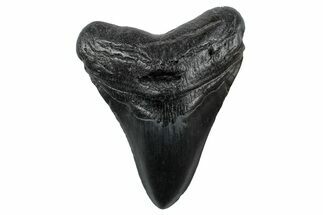 Fossil Megalodon Tooth - South Carolina #265037