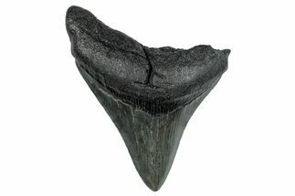 Fossil Megalodon Tooth - South Carolina #265060