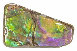 Iridescent Ammolite (Fossil Ammonite Shell) - Green & Purple #265145