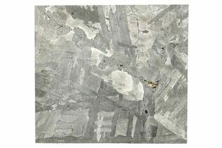 Seymchan Pallasites For Sale