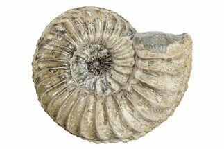 Jurassic Ammonite (Pleuroceras) Fossil - Germany #265268