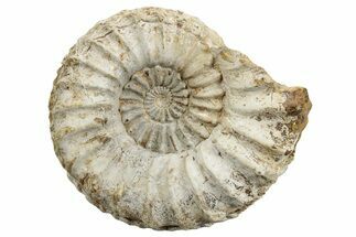 Jurassic Ammonite (Pleuroceras) Fossil - Germany #265282
