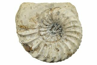 Jurassic Ammonite (Pleuroceras) Fossil - Germany #265284