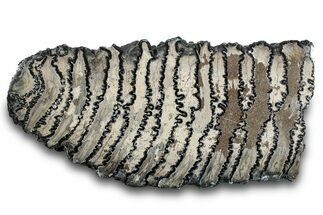 Polished Mammoth Molar Section - South Carolina #265293