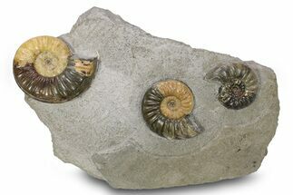 Fossil Jurassic Ammonite (Asteroceras) Cluster - Dorset, England #265208