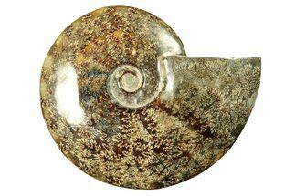 Polished Ammonite (Cleoniceras) Fossil - Madagascar #265338