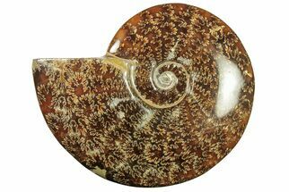 Polished Ammonite (Cleoniceras) Fossil - Madagascar #265345