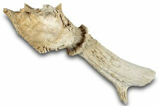 Pleistocene Fossil Deer (Odocoileus) Partial Antler/Skull #265351