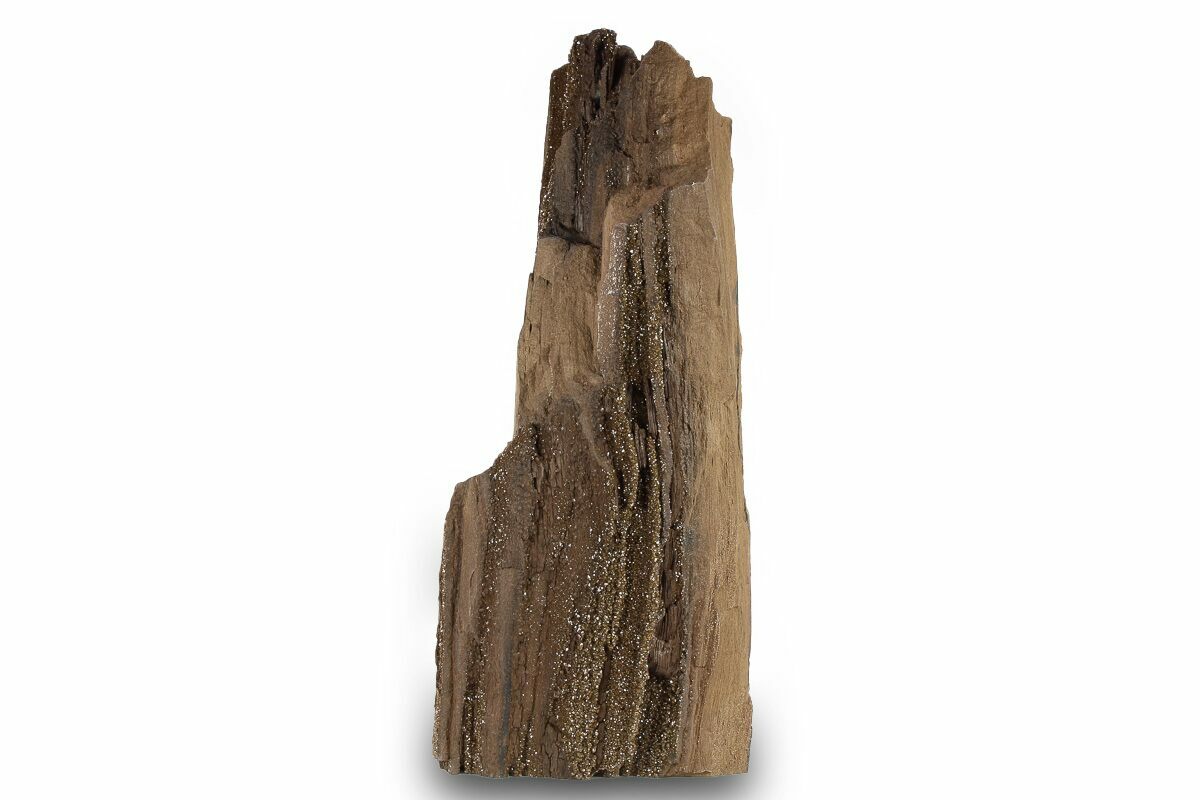 13+ Fossilized Wood Price