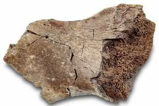 Dinosaur Bone Section - Wyoming #265502