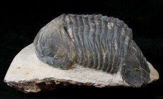 Large Struveaspis Trilobite From Jorf - #15558