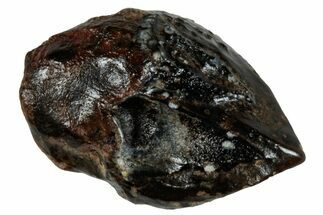 Unworn Dinosaur (Triceratops) Tooth - Wyoming #265861