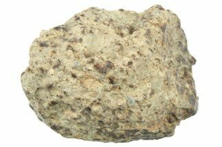 Chondrite Meteorite Fragment ( g) - NWA #265898