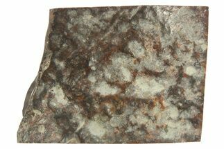 Chondrite Meteorite ( g) Section - NWA #265952