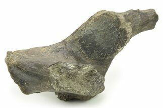 Fossil Hadrosaur Cervical Vertebra Process - Montana #265985