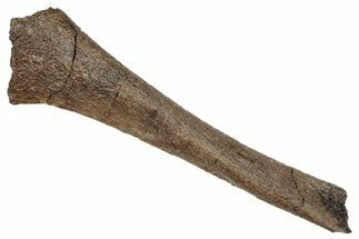 Hadrosaur (Edmontosaurus) Bone Section - Wyoming #265727