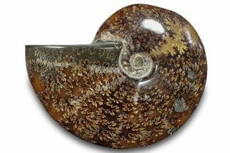 Polished Ammonite (Cleoniceras) Fossil - Madagascar #266261
