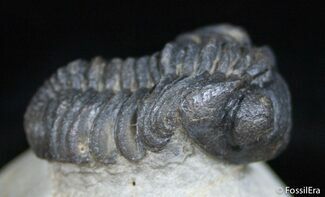 Wide Body Phacops Trilobite on Pedastal #2526