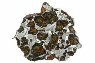 Pallasite Meteorite ( g) End Cut - NWA #266445