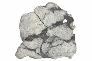 Eucrite Meteorite Slice ( g) - From Vesta Minor-Planet #266496