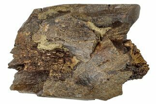 Dinosaur (Edmontosaurus?) Limb Bone Section - Wyoming #265709