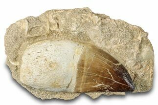 Rooted Mosasaur (Prognathodon) Tooth - Morocco #265850