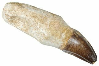 Fossil Rooted Mosasaur (Prognathodon) Tooth - Morocco #265992