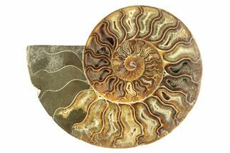 Cut & Polished Ammonite Fossil (Half) - Madagascar #266538