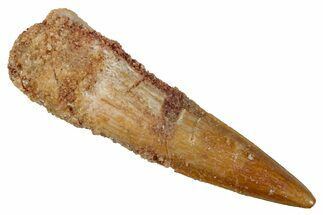 Juvenile Fossil Spinosaurus Tooth - Real Dinosaur Tooth #266685