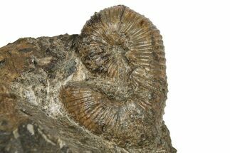 Cretaceous Fossil Heteromorph (Scaphites) Ammonite - Utah #266728