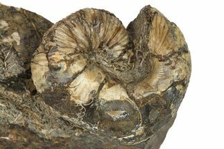 Cretaceous Fossil Heteromorph (Scaphites) Ammonite - Utah #266730