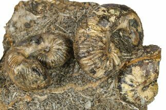 Three Cretaceous Fossil Heteromorph (Scaphites) Ammonites - Utah #266735