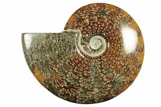 Polished Ammonite (Cleoniceras) Fossil - Madagascar #266760