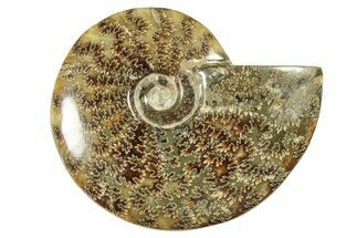 Polished Ammonite (Cleoniceras) Fossil - Madagascar #266761